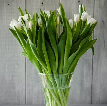 White Christmas Tulips  - Great British Florist
